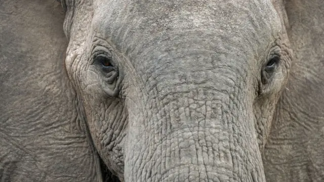 Primer plano de elefante.