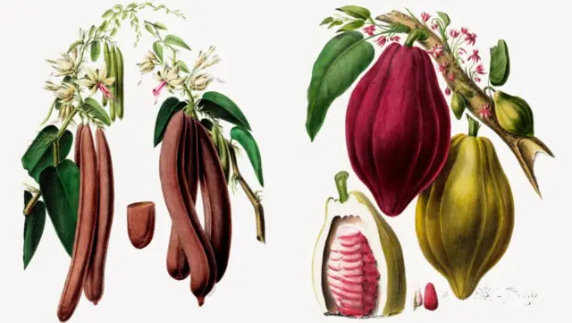 Desenhos botânicos da baunilha e do cacau