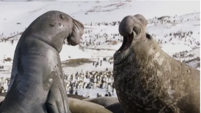 Animales marinos en Georgia del Sur.