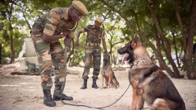 प्रशिक्षित कुत्रे