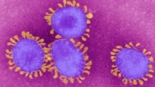 করোনাভাইরাস