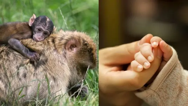 વાનર અને બાળકની તસવીર