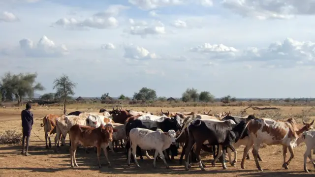 Cows for Uganda