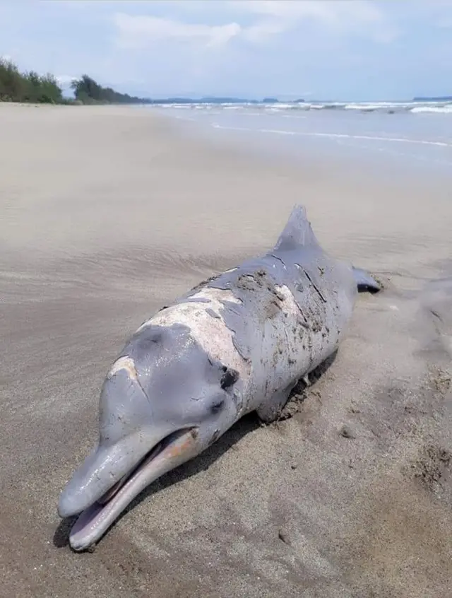 lumba-lumba, Tapsel, Sumut