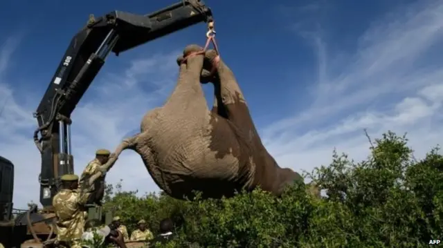 हाथी, केन्या, हाथीदांत, हाथीदांत की तस्करी
