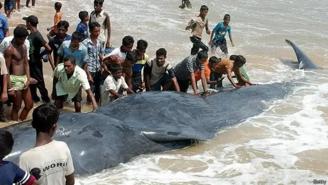 ශ්‍රී ලංකාවේ දකුණු මුහුදේ සිංගප්පූරුව හරහා දිවෙන නාවික මාර්ගය, ලොවට මෙතරම් වැදගත් සේවයක් සපයන නිල් තල්මසුන් වඳ වී යාමේ තර්ජනයට තුඩු දෙන්නක්