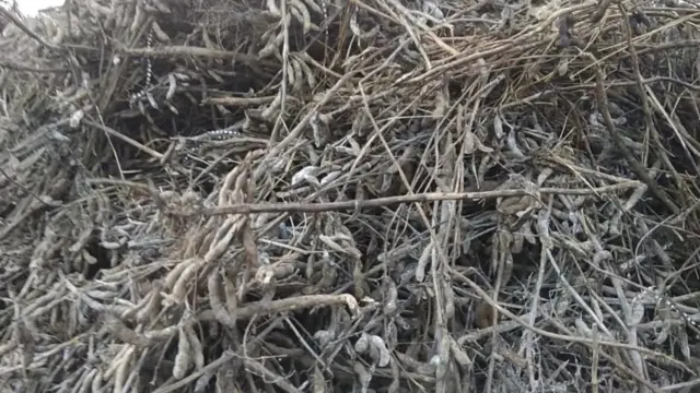 सोयाबिनच्या पावसामुळे खराब झालेल्या शेंगा