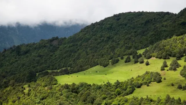 Kawasan hutan lindung Sakteng di Bhutan.