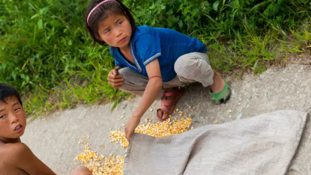 Children collecting corn on the road
