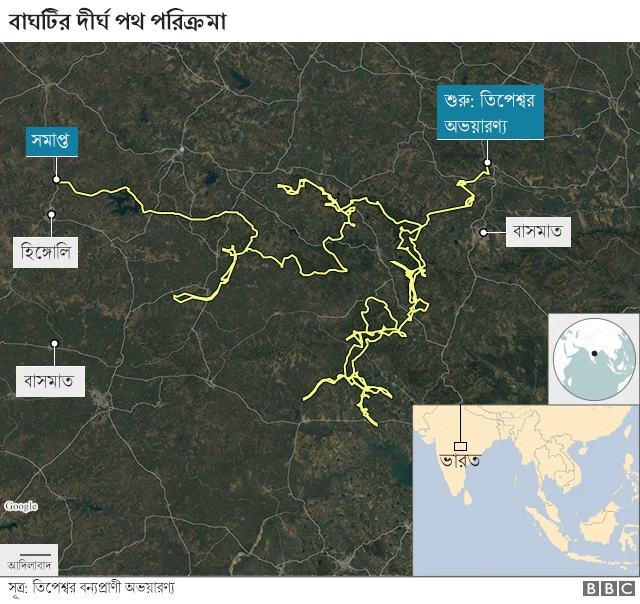 বাঘটি যে পথ দিয়ে হেঁটেছিল।
