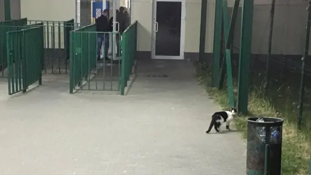 Кіт на митниці