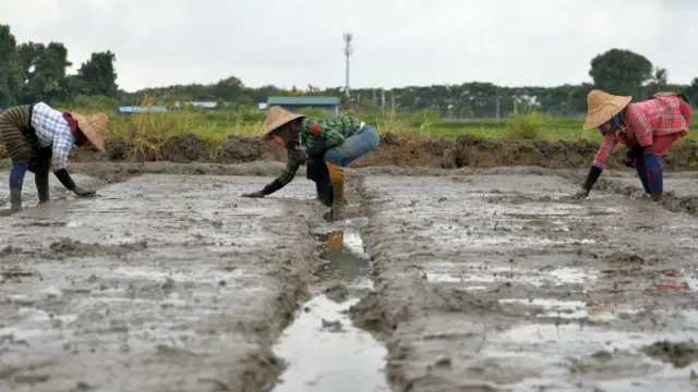 အရင်ကမှ နူနေရတဲ့အပေါ် အခုတော့ ဝဲဆွဲပြီး သူခိုးထောင်းတဲ့ဘဝထဲကိုရောက်နေပြီ လို့ တောင်သူတစ်ဦးက လက်ရှိတောင်သူတွေဘဝကို ဥပမာပေးပါတယ်။
