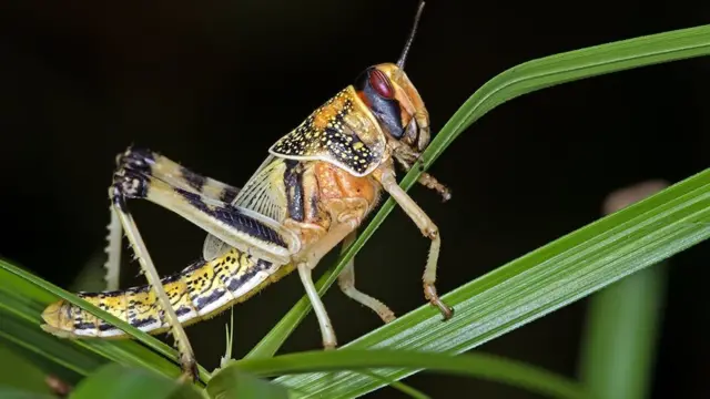 "அன்று குஜராத் இன்று சோமாலியா" துரத்தும் வெட்டுகிளிகள் - நிஜ காப்பான் கதை
