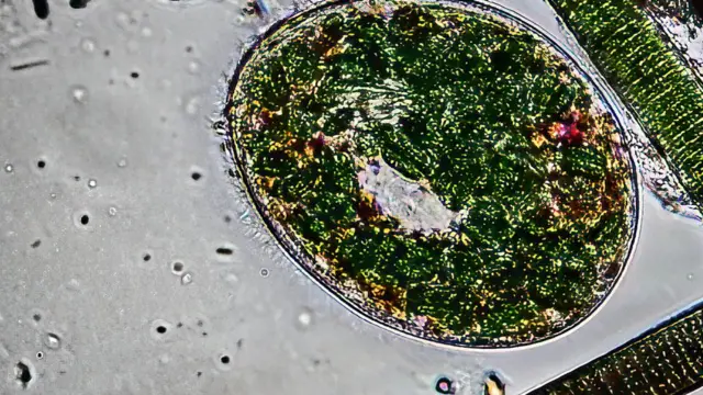 நுண்ணுயிரிகள்.