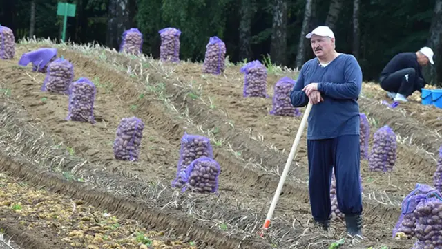 Лукашенко с картошкой