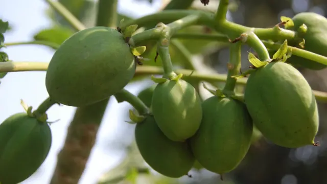 बायोफ़्यूल