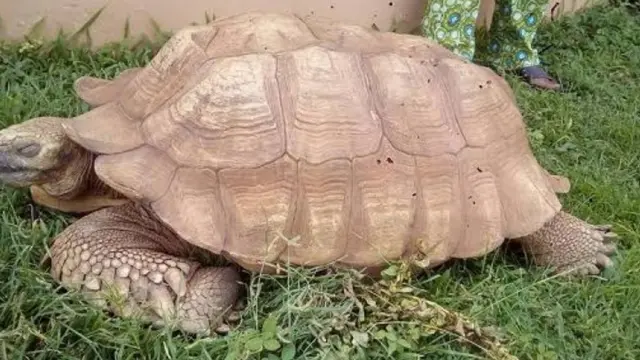 Alagba