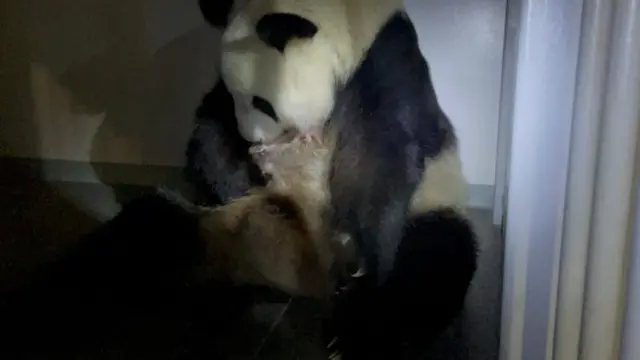 Shin Shin with one of her panda cubs