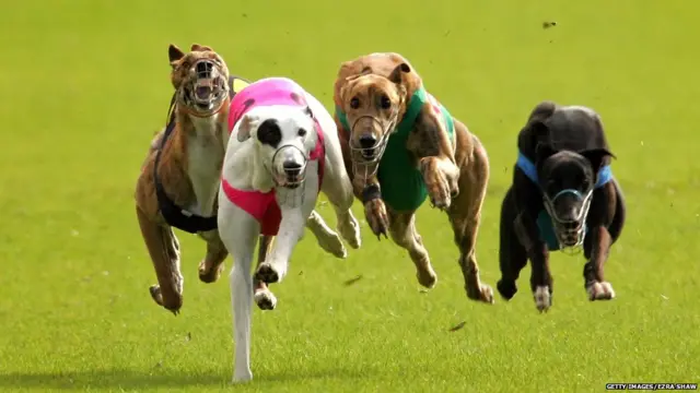 Greyhounds race in Heat 1 of the GRNSW Country Challenge Appin Cup at the Appin Way race meeting on June 11, 2007 in Sydney, Australia.
