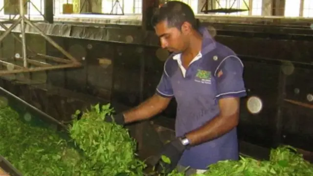 ශ්රී ලංකාවේ තේ කර්මාන්තය