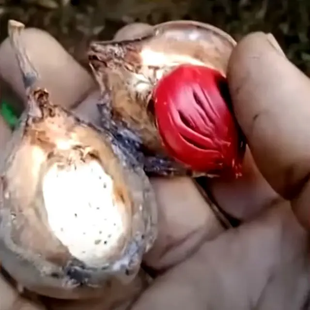 కాకినాడలో జాపత్రి సాగు