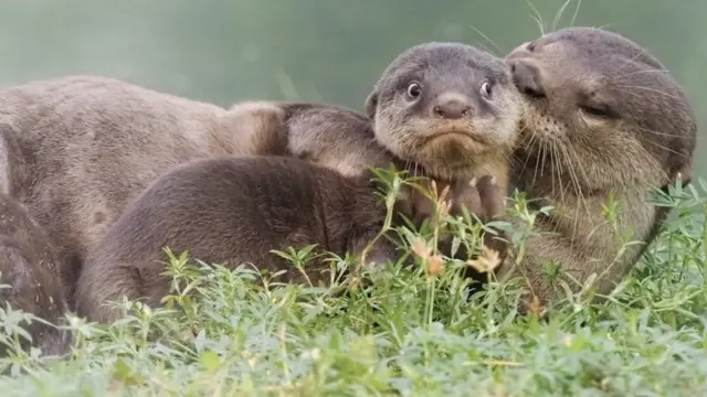 Uma lontra jovem parecendo envergonhada ao ser tocada por outros animais da espécie