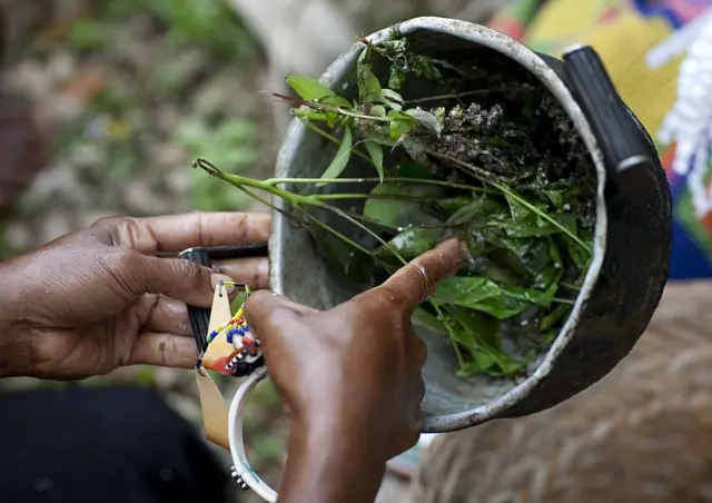 Hierbas tradicionales para un rito en Papúa Nueva Guinea