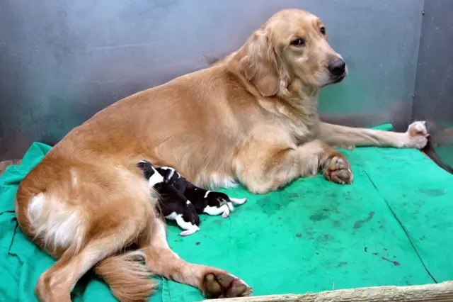 Two cloned beagles with their surrogate mother at a cloning facility in South Korea