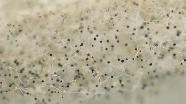 સાંકેતિક તસવીર