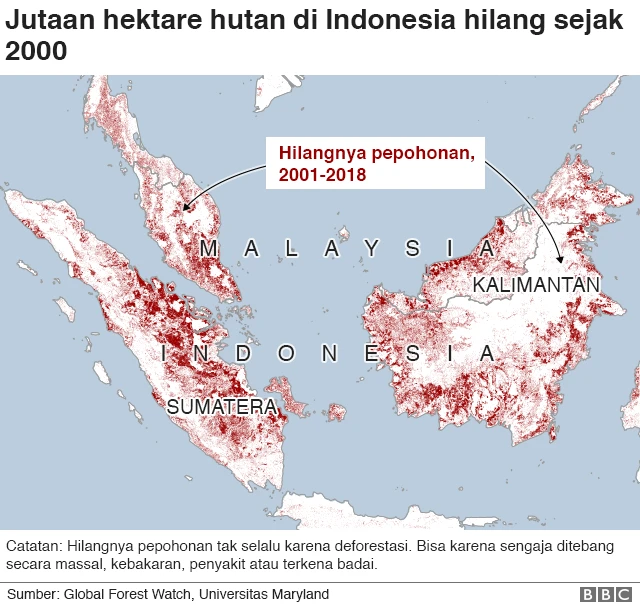 Hutan yang hilang di Indonesia