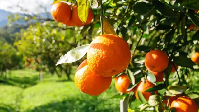 أصبح الناس اليوم أكثر خوفا من تناول ثمار مجهولة المصدر