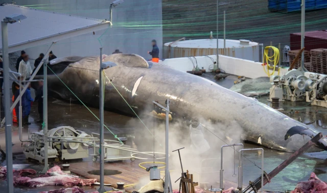 アイスランドの捕鯨に非難 絶滅危惧種のクジラを殺傷か - BBC