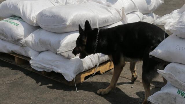 Un perro olfatea una carga en busca de cocaína (Foto: Natalio Cosoy/ BBC Mundo)