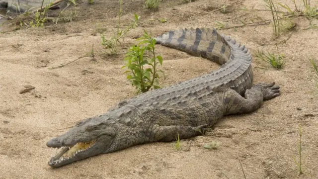 Crocodile