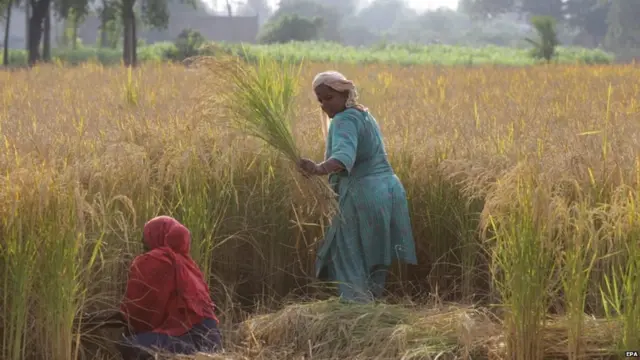 ਮੰਡੀਕਰਨ