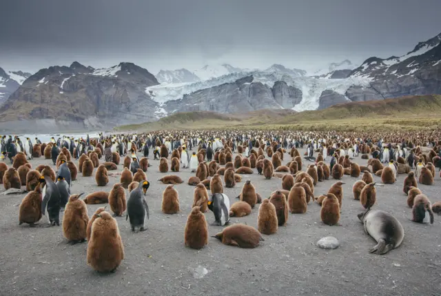 Pinguins-rei, pinguins-imperador e focas, com montanha nevada ao fundo