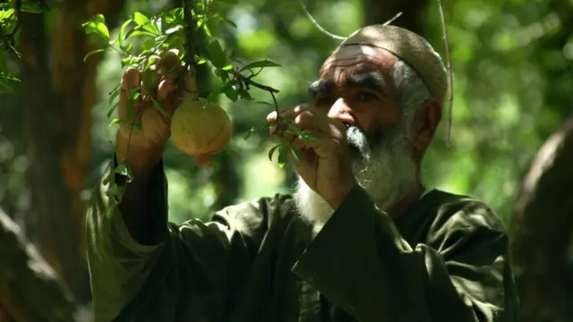 عبدالمنان سږکال د خپلو محصولاتو لپاره تر ټولو بد کال یادوي .