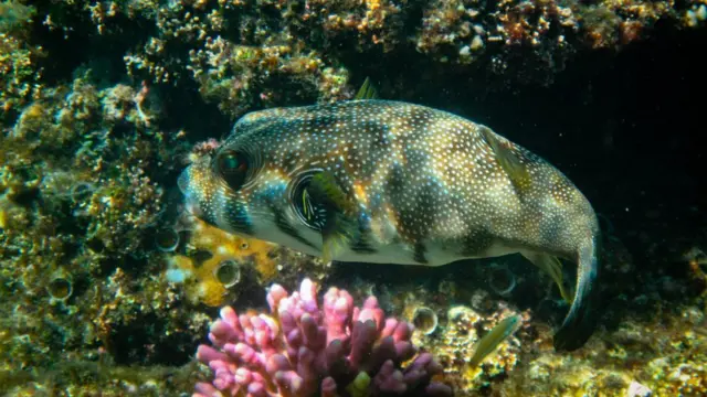 Червоне море