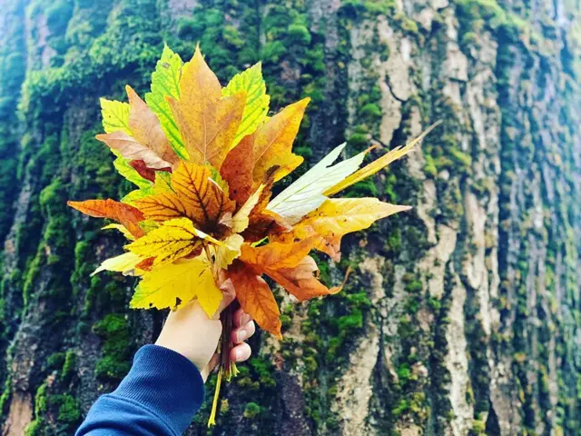 A hand holding some leaves