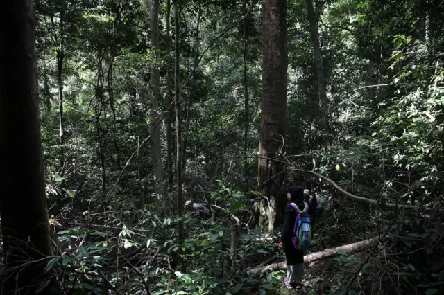 นกเงือก