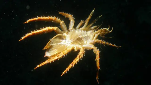 ракообразні