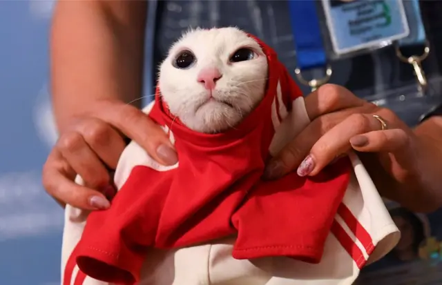 एखिलीस बिल्ली