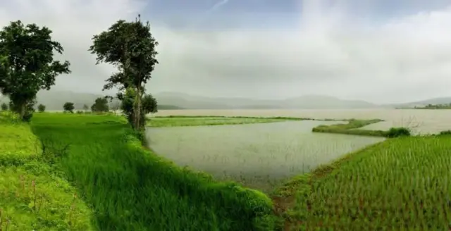 शेत