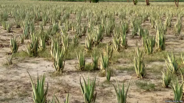 ਡੇਰਾ ਸੱਚਾ ਸੌਦਾ ਸਿਰਸਾ