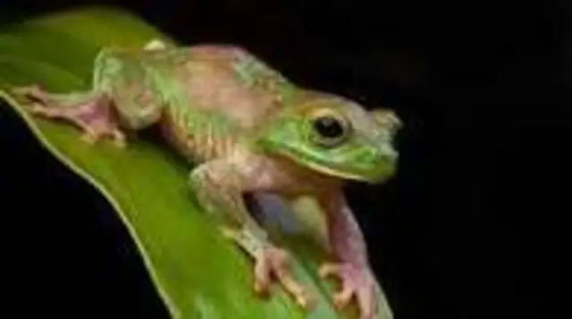 පුල්ලි මැඩියා