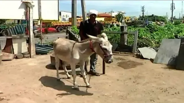 ఏపీలో గాడిద మాంసం, పాలకు డిమాండ్ ఎక్కువగా కనిపిస్తోంది