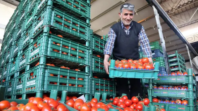 Domates üreticileri