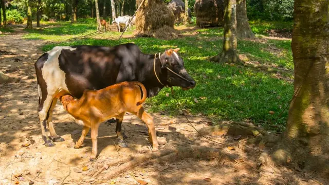 কোন গরু বাচ্চা জন্ম দিলে সেটাও নিবন্ধন করতে হয়।