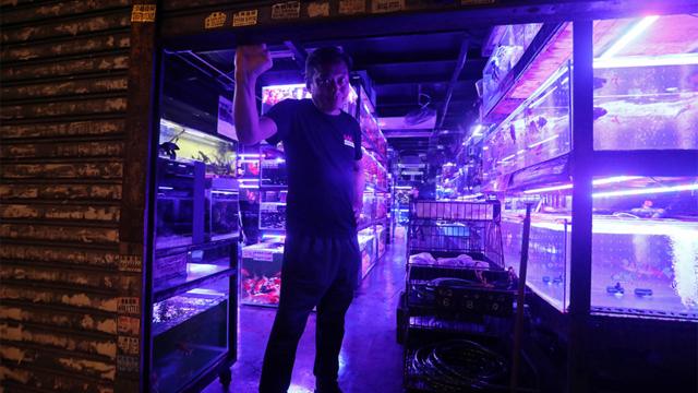 香港九龙旺角通菜街一名观赏鱼店店员把铁闸落下（17/8/2019）