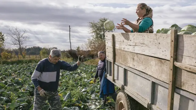 A posle toga glavice se tovare u kamion